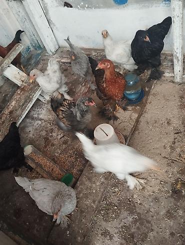 Toyuqlar: Toyuq, Brama, Damazlıq, Ünvandan götürmə — 5