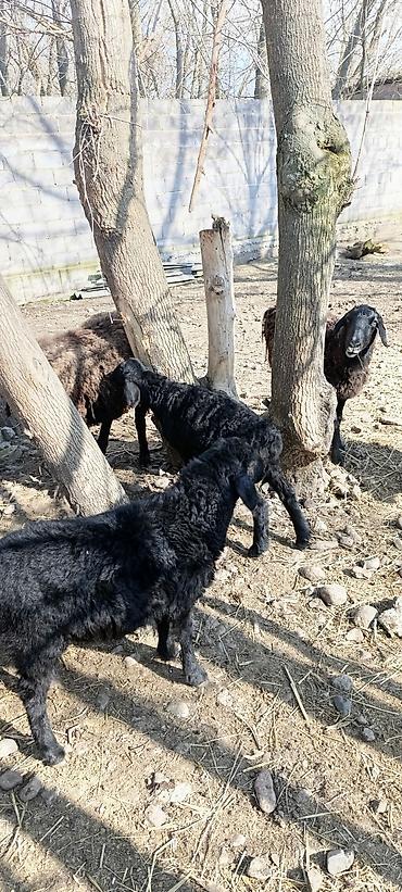 Баран, овца: Продаю | Овца (самка) | Для разведения | Матка — 9