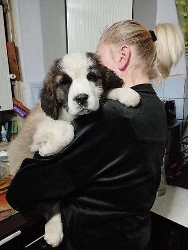 Продажа собак: Сенбернар, 3 месяца, Самка — 2