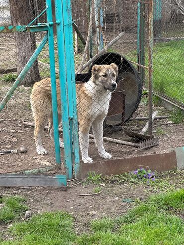 собаки цены: Продается Алабай девочка 5 мес Мама:Алабай Папа:Кыргызский добот