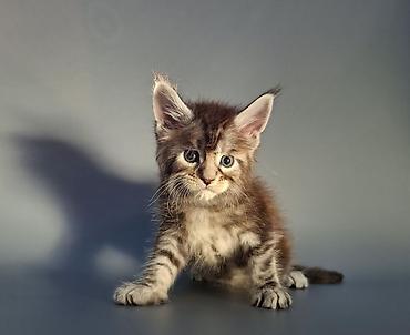 черный мейн кун: 🐾 Продаются котята мейн-кун — мальчики с характером В помёте всего 3 — 3