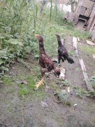 тап аз птицы: Cinsdi qanni heyvanlardi pula lazim olduqundan satilir xoruzda 50 m lalafo.az -da тап аз птицы: Cinsdi qanni heyvanlardi pula lazim olduqundan satilir xoruzda 50 m