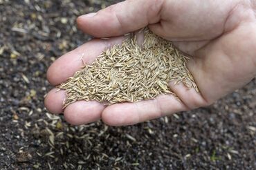 газонная трава цена за 1 кг бишкек: Башка үрөн жана көчөт түрлөрү