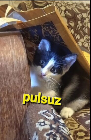Tulumlar: Dişi, Yaxşı əllərə, Pulsuz çatdırılma