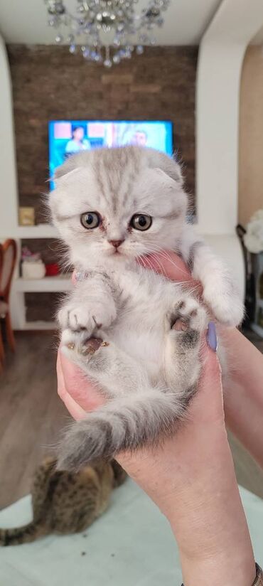 cins pişiklərin satışı: Şinşillaynan scottish Fold qarışiq cins pişikler Satilir Süd içir