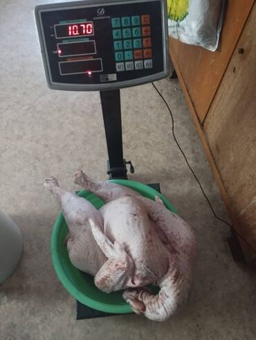 Мясо: 3 кг — 13