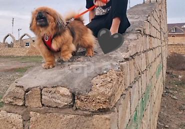 avcarka itleri: Pekines, 2 il, Erkək, Ünvandan götürmə — 2
