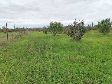 Torpaq sahələrinin satışı: 130 sot, Tikinti, Kupça (Çıxarış) — 22