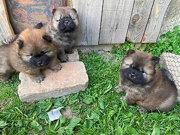 Psi: Chow Chow štenci Štenci Čau-Čau izložbenog potencijala sa rodovnikom — 1