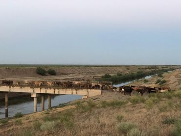 Torpaq sahələrinin satışı: 40000 sot, Kənd təsərrüfatı, Mülkiyyətçi, Müqavilə — 12