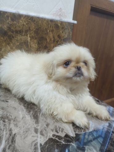 pekines balalari: Pekines, 3 ay, Erkek, Peyvəndli, Ünvandan götürmə, Ödənişli çatdırılma