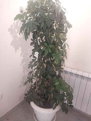 комнатная пальма: Шефлера (Schefflera arboricola) в напольном горшке. - Крупное — 2