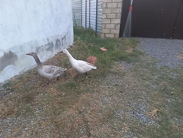 cücə və xoruz təmsil: Qaz balası cütü 50azn — 3