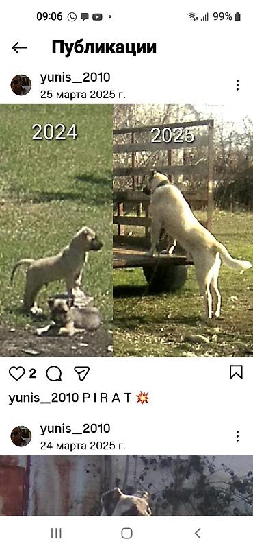 İtlər: Kanqal — 18