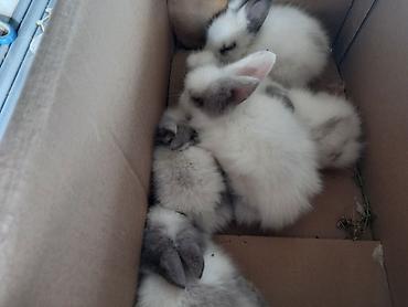 С/х животные и товары: Məhsul: Angora tipli tüklü dovşan balaları Təsvir: - Qarlı-ağ və boz — 5