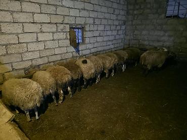 ev iti balaca: Erkək, il: 6, Ətlik, Ünvandan götürmə — 2