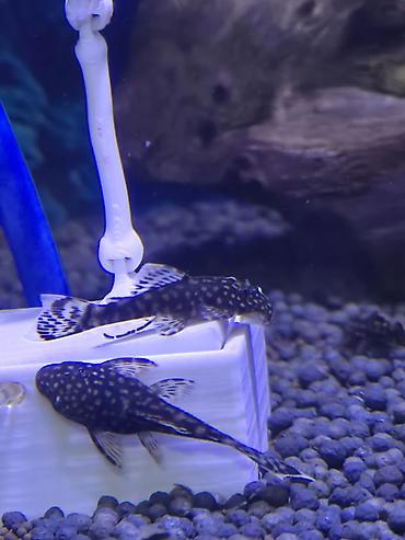 Рыбы: Анциструс звездчатый (плекостомус, «Starry/White-spotted Bristlenose») — 3