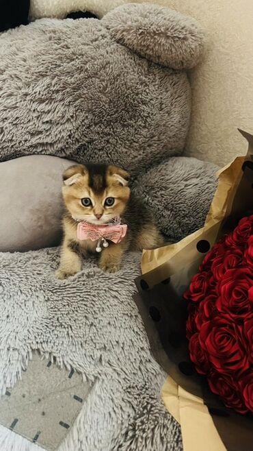 Pişiklər: Dişi — 19