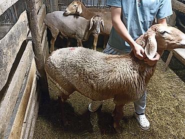 овцы: Продаю | Овца (самка) | Для разведения | Матка — 1