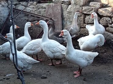 Qazlar: Dişi, | Linda, Ətlik, Pulsuz çatdırılma, Ödənişli çatdırılma, Ünvandan götürmə