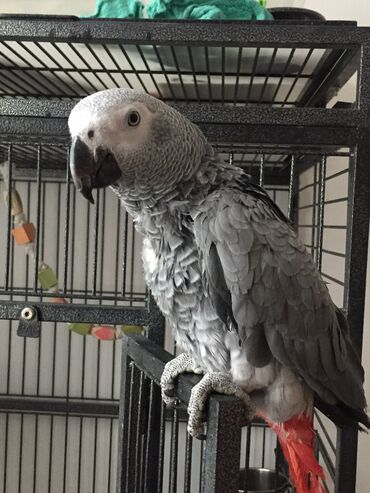клетка для попугая: Продаю попугая Жако мальчик возраст полтора года ручной говорящий