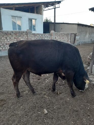быки кант: Продаю | Бык (самец) | Алатауская | На откорм