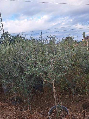 pavlonya ağacı: Zeytun ağacları 20 manatdan başlayan qiymətlərlə — 3