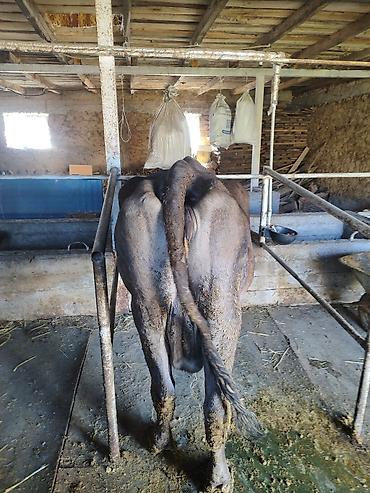Продам с/х животных: Продаю | Корова (самка) | Для молока | Привязанные — 3