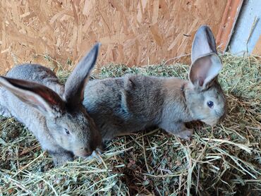кролики бишкек: Продаю | Кролик самец, Крольчата | Фландр | Для разведения
