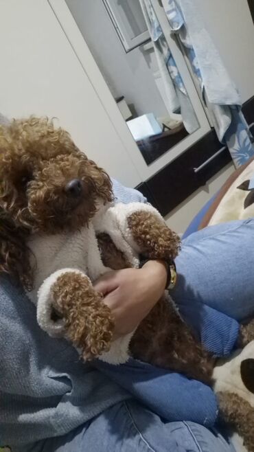 İtlər: Pudel, 2 ay, Peyvəndli, Pulsuz çatdırılma — 10