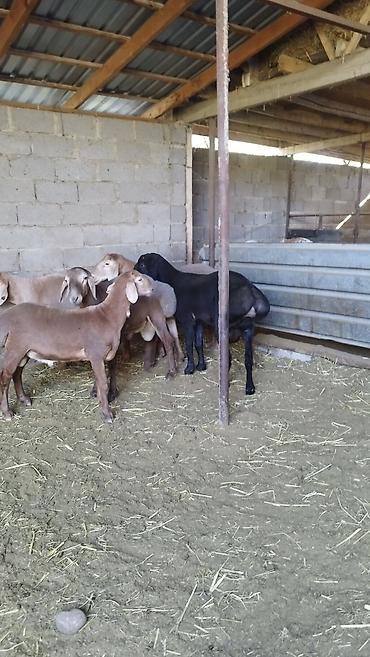 Продам с/х животных: Продаю | Баран (самец) | Арашан | Для разведения — 8