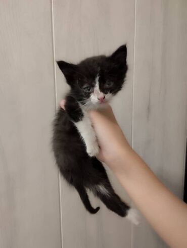 сколько стоит кошка: Маленькая кошечка, брошенная вчера на улице, очень жалко! Возможно вам