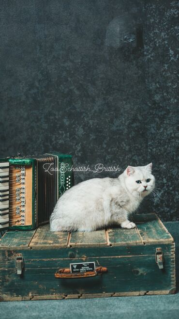 Pişiklər: Britan, Erkək, Cütləşmə üçün -da lalafo.az — 8 Pişiklər: Britan, Erkək, Cütləşmə üçün — 8