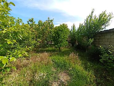qvineya: Bağ evi və həyət sahəsi - Geniş, hasara alınmış həyət: daş divarlı — 4