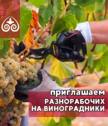 Агрономы: Идёт набор разнорабочих на сезонную работу. ✅ Обязанности: – уход за