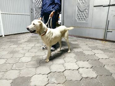 Собаки: Продается Алабай (Средне Азиатская Овчарка ) 2 года девочка с