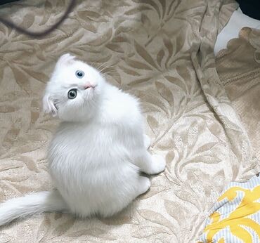 balaca it adlari: Şotland yastı qulaq, Erkək, Dişi, Yaxşı əllərə, Rayonlara çatdırılma