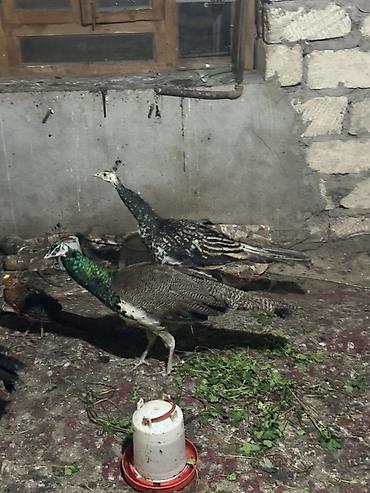 pavlin goyercin satisi: Məhsul: Tovuz quşları qaraqanad ve hindistan Təsvir: Quşlar 9,10,11 — 1
