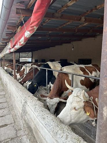 Коровы, быки: Продаю | Тёлка | Искусственник — 20