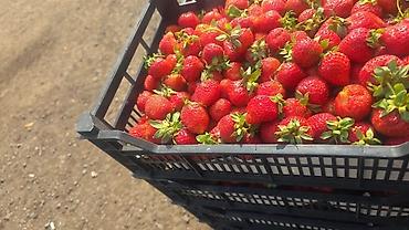 Ящики: Пластиковый Ящик — 29