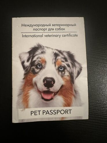 İtlər: Malta lapdogunun Damazlıq oğlanı satılır. cins: oğlan tamamilə — 7