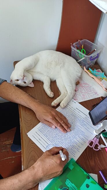 Коты: Турецкая ангора кострированн. годик, очень воспитанный, умный👍