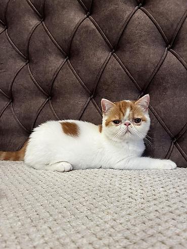 Mačke: Na prodaju egzotični kratkodlaki mačići (Exotic Shorthair) — 16