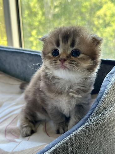 Pişiklər: Şotland — 2