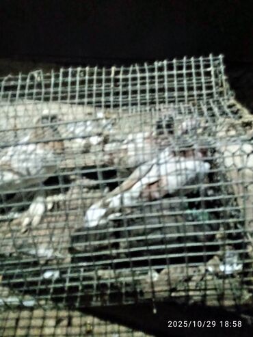 продажа щенков немецкой овчарки с документами в бишкеке: Голуби декоративные (породного типа) Описание: - Окрас