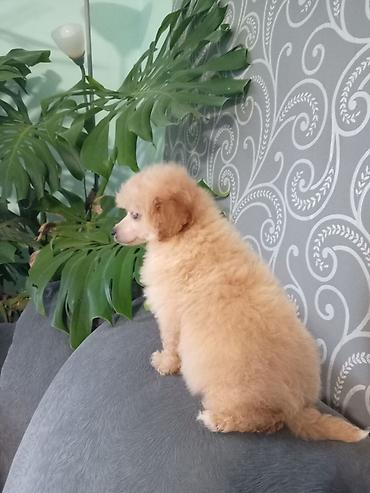 Psi: Patuljasta pudla muzjak 3meseca na lalafo.rs — 2 Psi: Patuljasta pudla muzjak 3meseca — 2