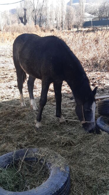 Лошади, кони: Продаю | Конь (самец) | Конный спорт — 8