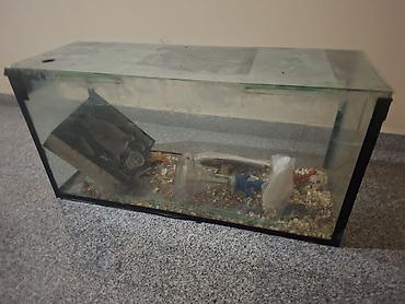 heyvan bazari: Dördbucaq akvarium, Boş, 100 l — 1