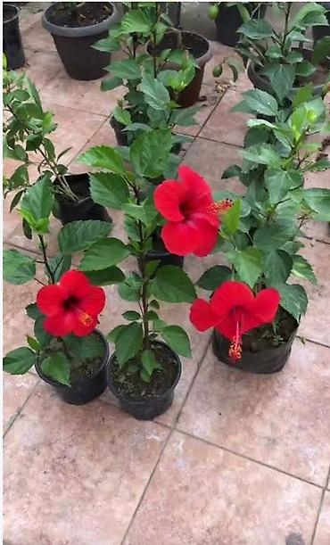 Qırmızı hibiskus (Çin gülü) saksı bitkisi - Növ: Hibiscus lalafo.az -da Qırmızı hibiskus (Çin gülü) saksı bitkisi - Növ: Hibiscus