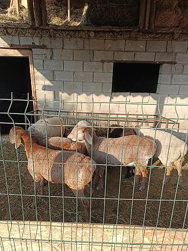 Продам с/х животных: Продаю | Ягненок | Для разведения | Ярка — 1